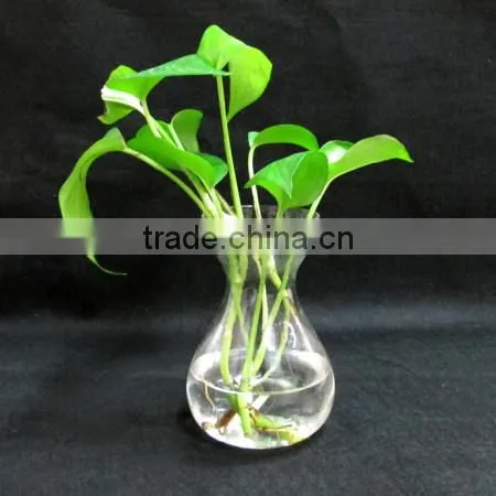 hyacinth glass vase glass jar