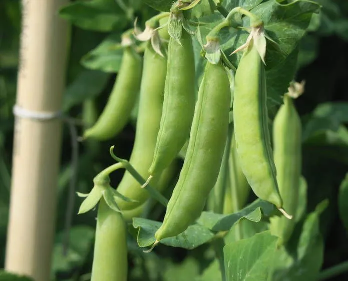 Factory Price Automatic Soybeans Green Beans Chickpeas Beans Production Line