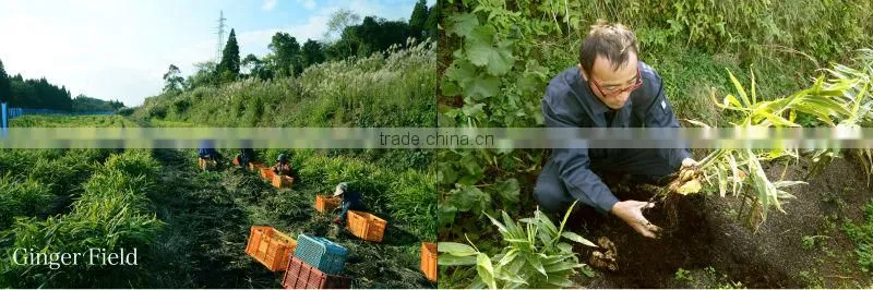 Honey Ginger Tea, Japanese high quality ginger tea made by chemical free ginger