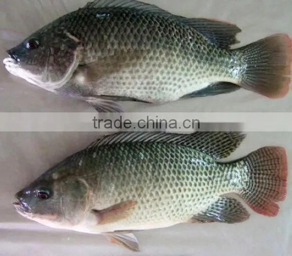 fresh frozen seafood tilapia fish