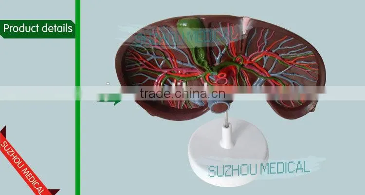 Liver model
