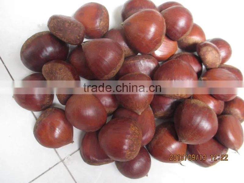 Large quantity Natural healthy chestnut