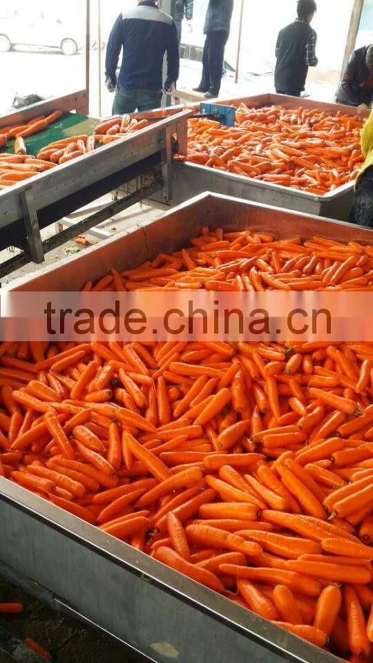 Fresh Carrot