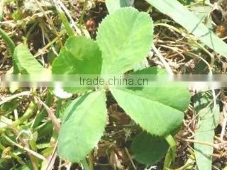 Clover Trading Co., Ltd. company overview - view 1