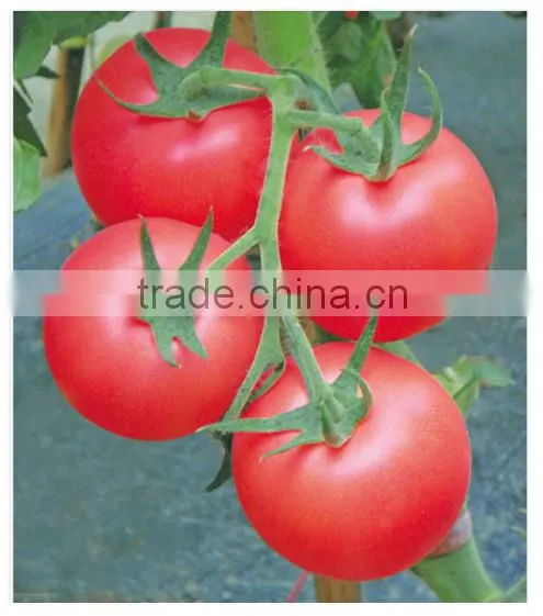 Hybrid F1 Indeterminate growth Cold Resistance Good Firmness Pink Heirloom Tomatoes Seeds For Growing- New Noble