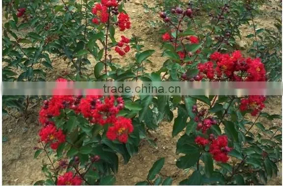 Heirloom Lagerstroemia Crape Myrtlette Crepe Myrtle Dwarf Shrubs Bonsai Red Bulk Seeds