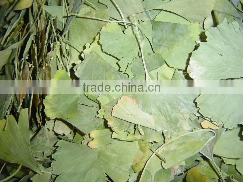 Ginkgo Biloba Extracts