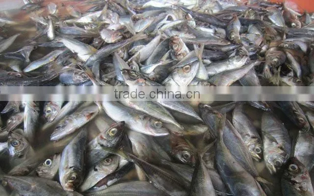 Frozen Horse mackerel