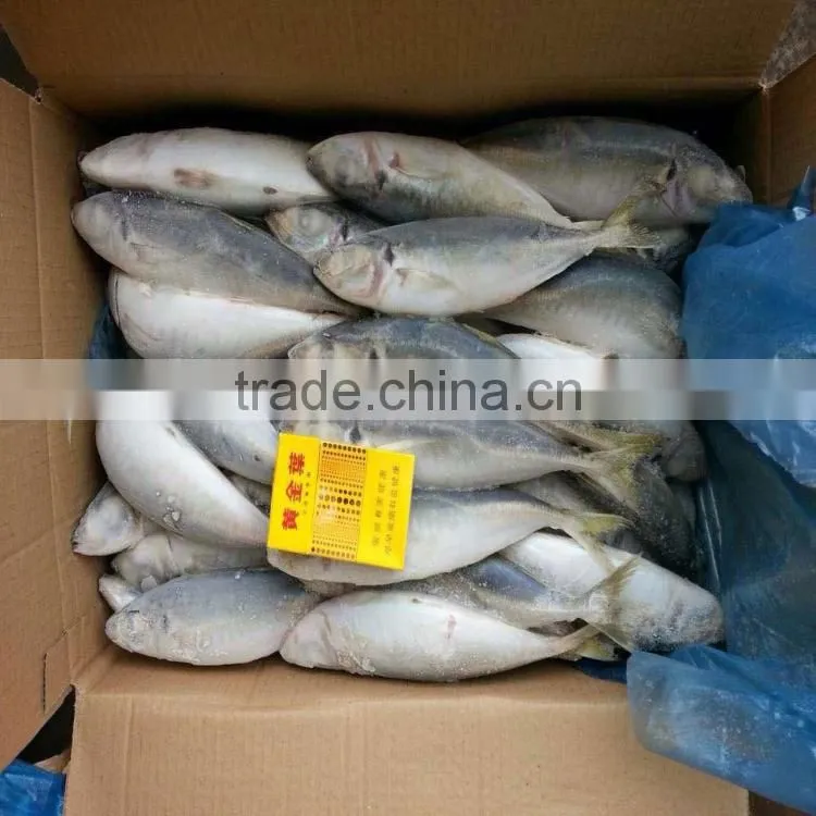 Frozen scad whole round frozen blue mackerel scad 6/8 pcs