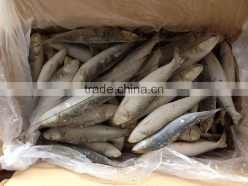 frozen sardine(sardinella longiceps)