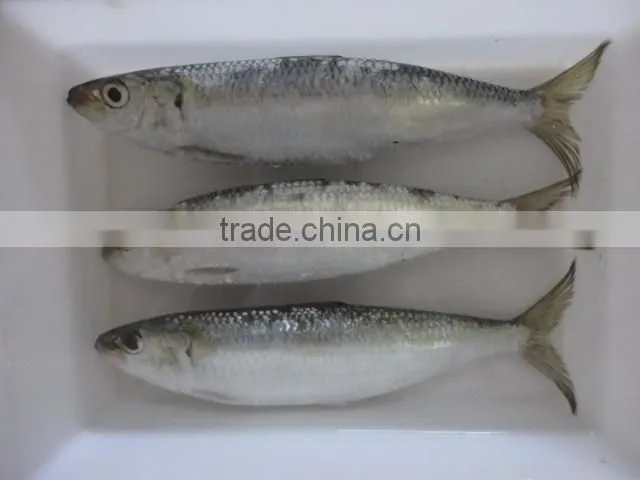 Sardine bait