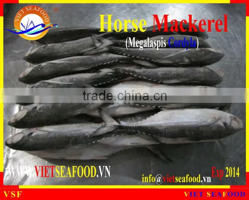 FROZEN W/R HORSE MACKEREL