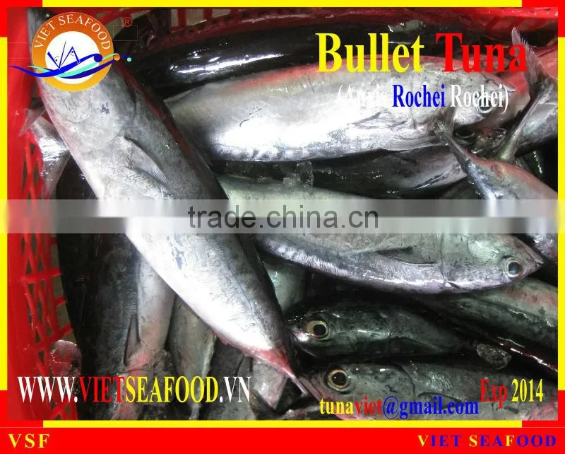 W/R BULLET TUNA