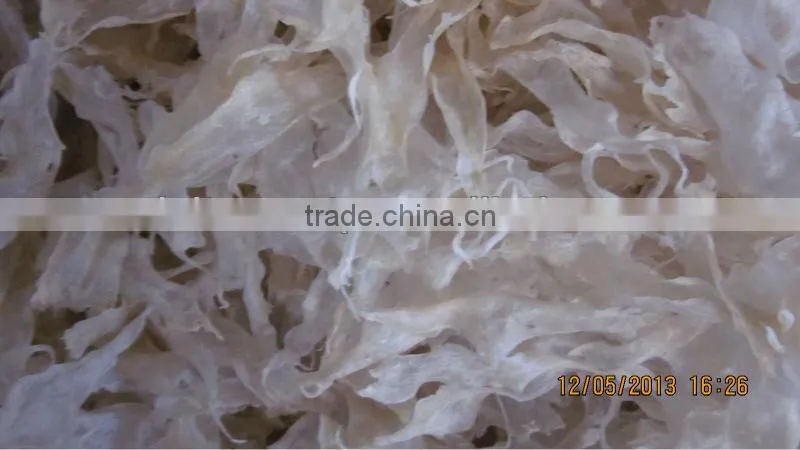 DRIED PANGASIUS FISH MAW / CAT FISH MAW