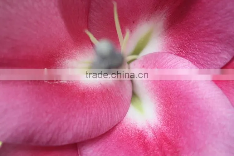 Reasonable price crazy selling fresh flower lilies from thailand