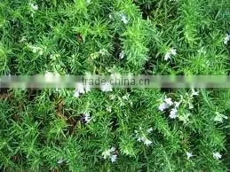 Rosemary oil (Fresh & Pure)