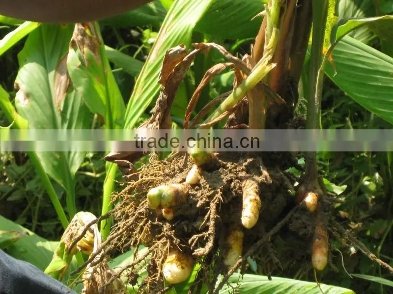 Fresh turmeric fingers
