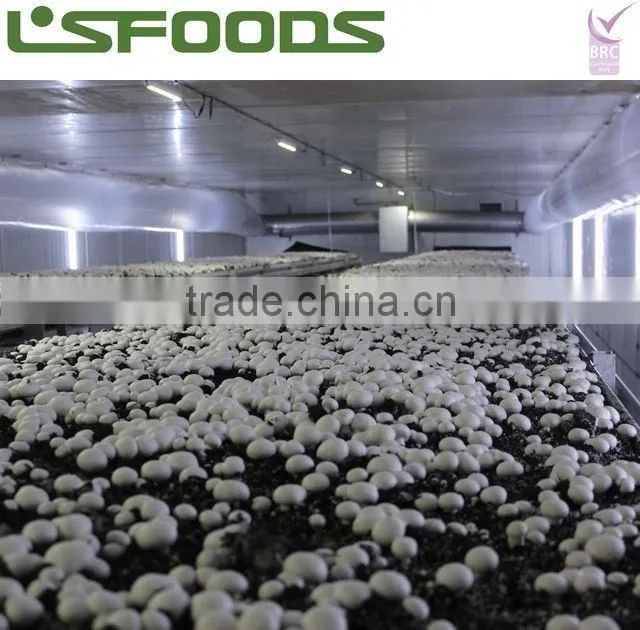 Frozen Mushroom Button Mushroom Champignon Mushroom