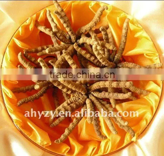 Wild cordyceps