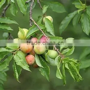 fruit tree seedling