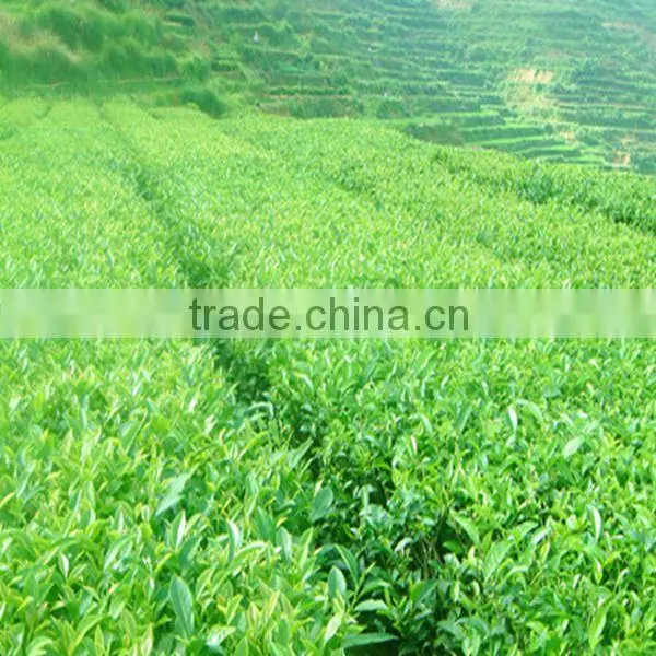 Tieguanyin,Chinese Oolong tea