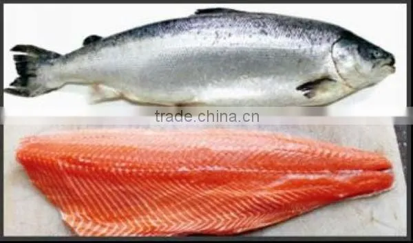 fresh frozen salmon chum salmon fillets