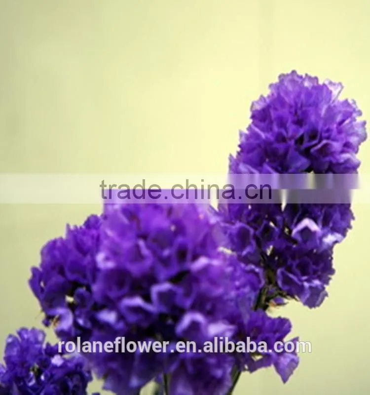 the beautiful decorative foliage purple myosotis flower