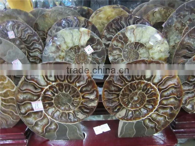 high quality conch fossil stone for home decoration