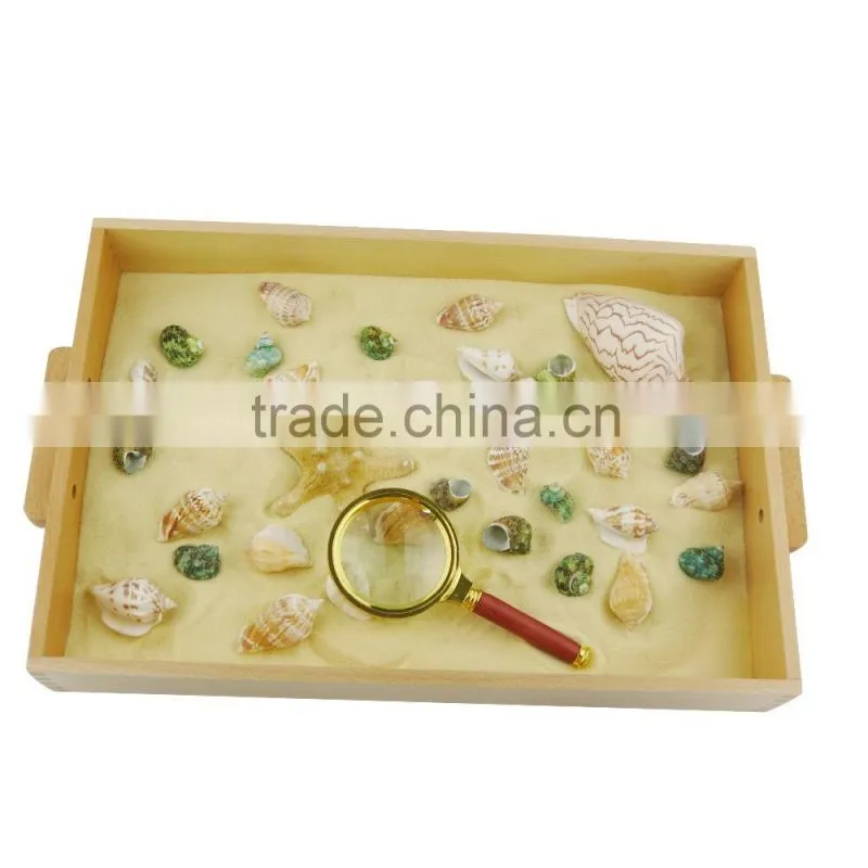 Montessori practical life material for explore beech and shells