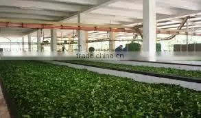 High quality green tea