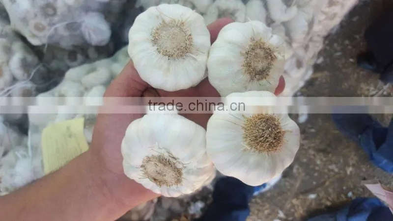 Supplier Garlic White garlic