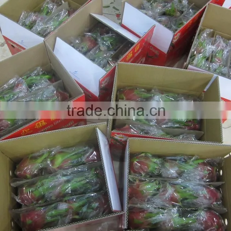 Vietnam Dragon Fruit with high quality and Best Price