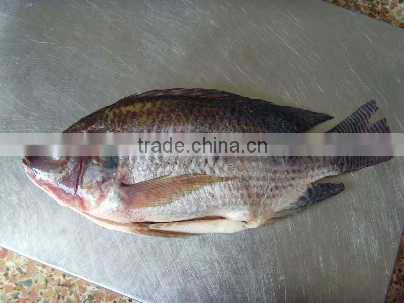 low price frozen tilapia fish gutted and scaled