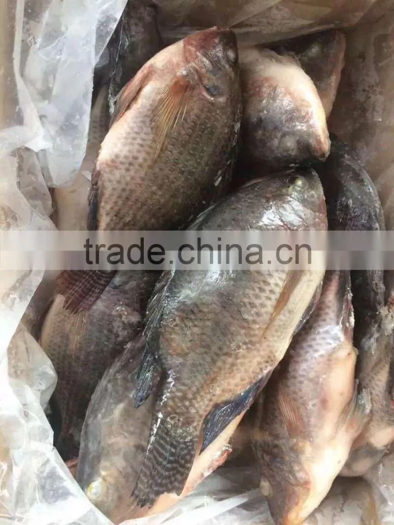Good quality and hot sale Frozen Tilapia fish (Oreochromis Niloticus)