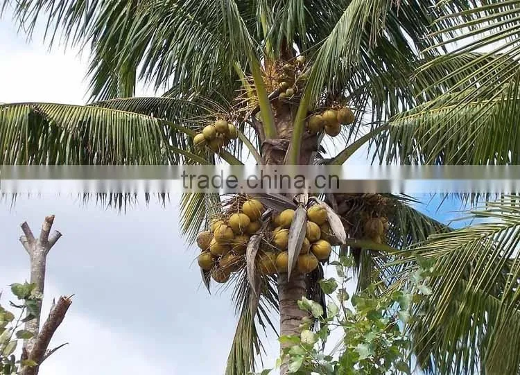 Coconut seedling