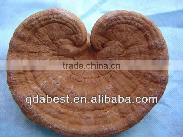Ganoderma Lucidum