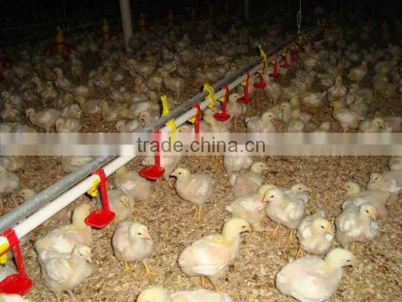 Broiler Chicken Poultry Farm Drinking System