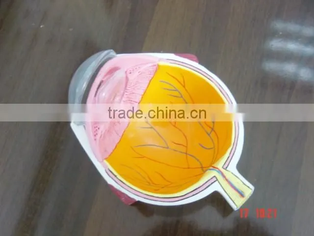 OEM anatomical cardiopulmonary model/anatomical model/teeth model/eyes model/plastic organ model