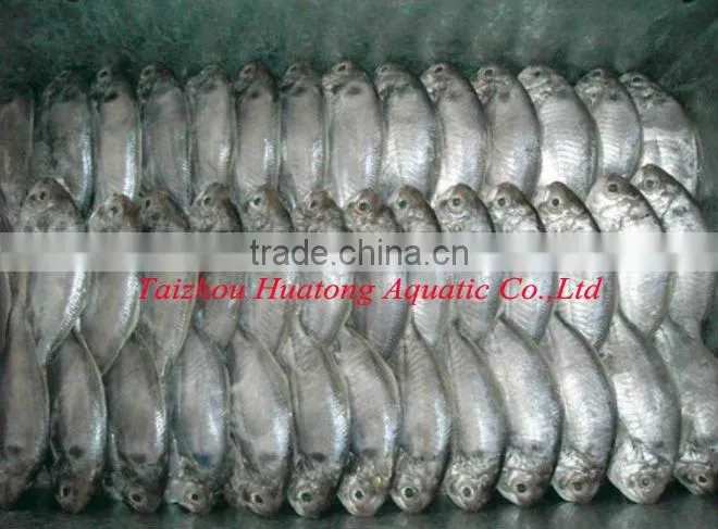 Frozen Silver Pomfret frozen fish 150-200g/pc