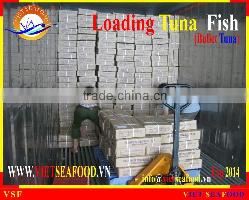 LOADING WHOLE ROUND BULLET TUNA