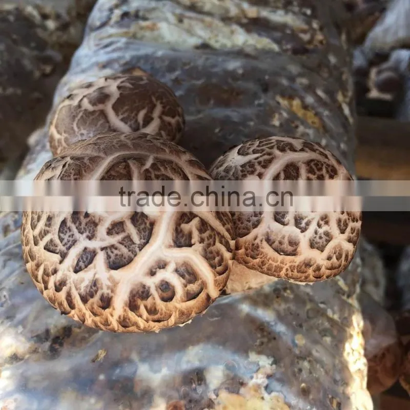sui zhou dried mushroom for sale