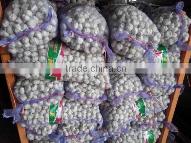 Factory Directly Supply new crop Fresh Garlics