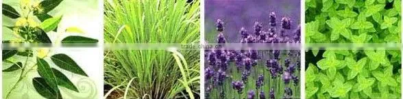 Anti-mosquito sticker with Rosh& Pure natural essence oil