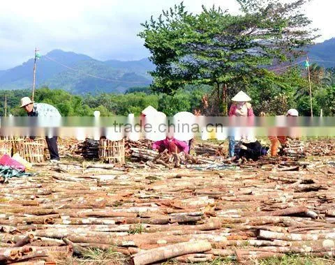 Broken Cassia With Best Price, hight quality
