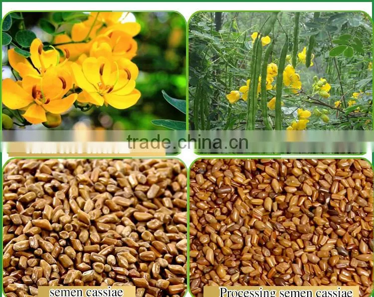 semen cassiae tea/Pure natural semen cassiae/semen cassiae for eye