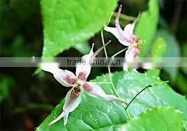 Hot Product Penis Herbal Medicine Horny Goat weed Extract Horny Goat weed Powder
