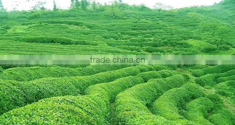 Matcha Private Label OEM Service