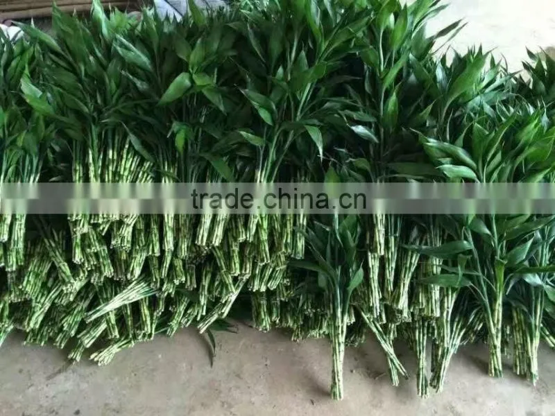 lucky bamboo