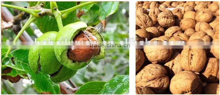 2015 new crop dried light / amber half walnut kernels