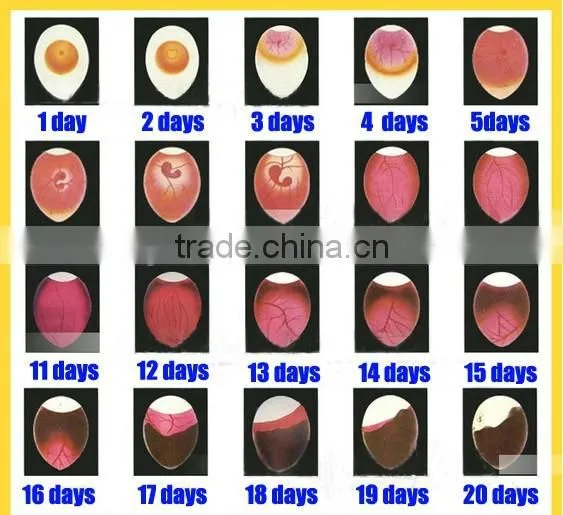 solar eggs incubator for hatching eggs in south africa